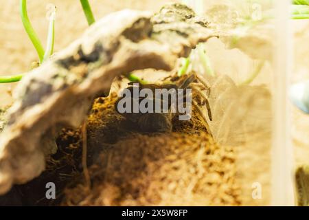 Procédé de mue d'araignée femelle de Brachypelma Harmorri ou Brachypelma Smithi Tarantula juvénile Banque D'Images