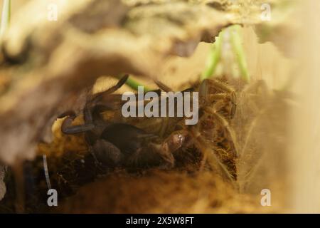 Procédé de mue d'araignée femelle de Brachypelma Harmorri ou Brachypelma Smithi Tarantula juvénile Banque D'Images