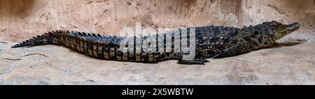 Crocodile australien d'eau douce au zoo biblique de Jérusalem en Israël. Photo de haute qualité Banque D'Images