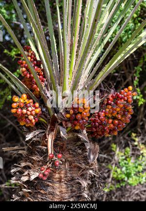 Fruit de palmier cycad sous le feuillage. Photo de haute qualité Banque D'Images