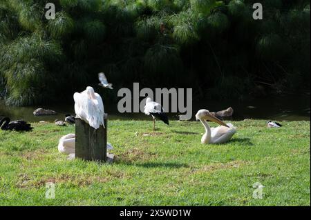 Pelican reposant sur la rive d'un lac dans le parc. Photo de haute qualité Banque D'Images