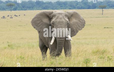 Savane africaine ou éléphant de Bush Banque D'Images