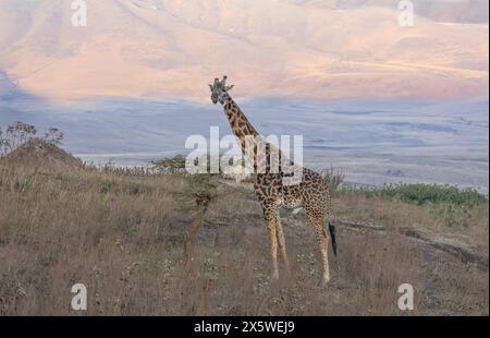 Girafe Masai avec le bord du cratère au premier plan. Ngoro Ngoro zone de conservation, Tanzanie. Banque D'Images