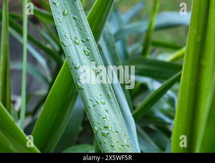 L'Italie, Campagne, gouttes de rosée sur un plant de maïs Dracaena Fragrans (feuille) Banque D'Images