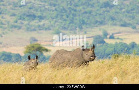 Le rhinocéros noir Banque D'Images