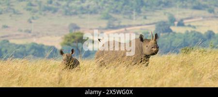 Le rhinocéros noir Banque D'Images