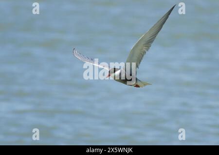 Sterne noire Chlidonias hybrida volant dans le parc naturel El Hondo, Espagne Banque D'Images