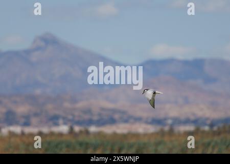 Sterne noire Chlidonias hybrida volant avec le paysage de la Sierra de Crevillente dans le parc naturel El Hondo, Espagne Banque D'Images