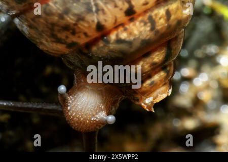 Des plans macro détaillés capturent les tentacules étendus de l'escargot. À Wulai, New Taipei City, les textures vives se distinguent, montrant les subtilités de la nature. Banque D'Images