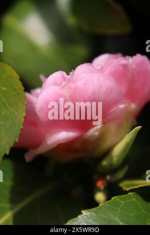 Libre d'une fleur rose Banque D'Images