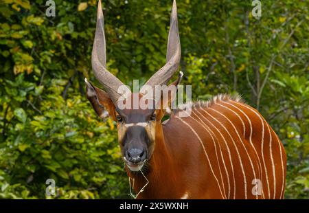 Antilope Bongo Banque D'Images