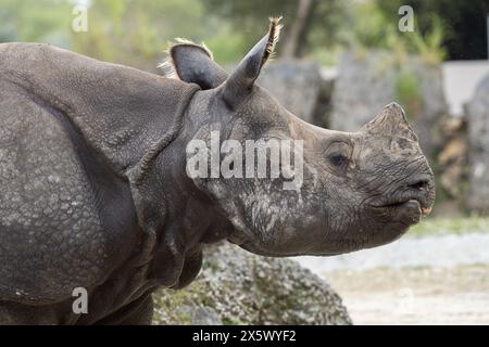 Rhinocéros indiens ou à un corne supérieur Banque D'Images