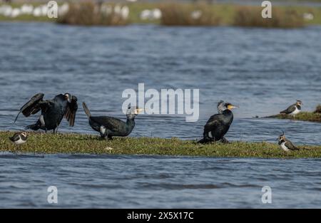 Cormorans communs, Phalacrocorax carbo, adultes développant un plumage reproducteur, à tête blanche. Dorset. Banque D'Images