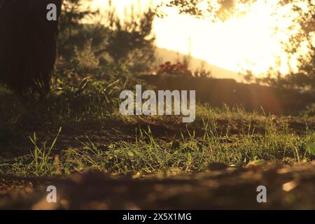 Rosez sur l'herbe dans la lumière chaude du lever du soleil. Banque D'Images