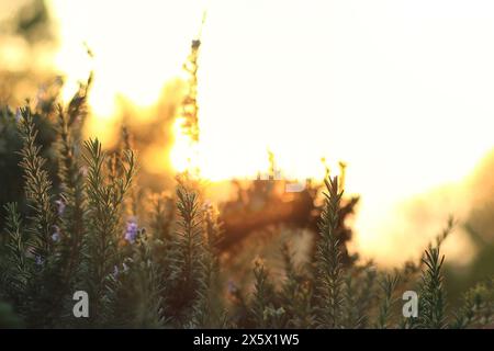 Tiges de romarin en fleurs dans la lumière chaude au coucher du soleil. Banque D'Images