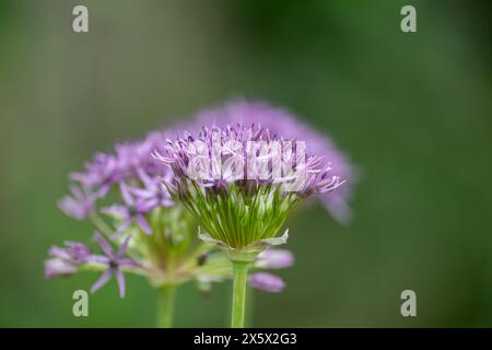 Deux oignons ornementaux [Allium] ou fleurs ornementales allium tirées sur un fond vert flou Banque D'Images