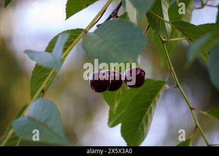 cerises rouges sur un fond de branche et de feuilles vertes Banque D'Images
