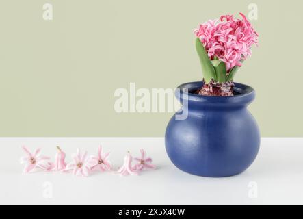 Hyacinthe fleurie rose dans un pot bleu sur une étagère blanche Banque D'Images