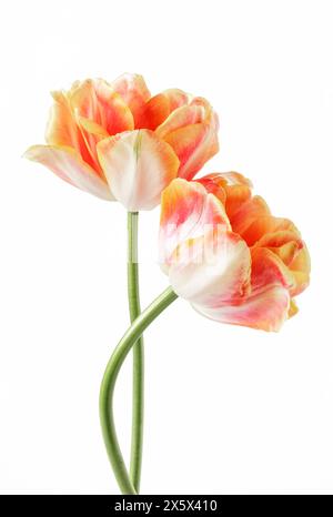 Deux tulipes doubles [la belle Epoque] isolées sur fond blanc Banque D'Images