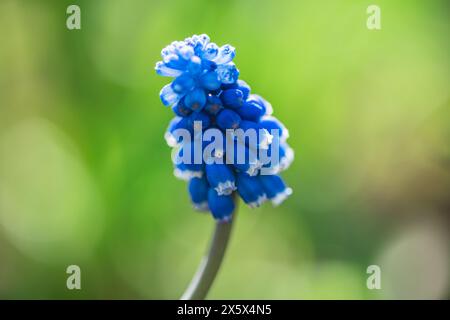 fleur bleue muscari au printemps dans le jardin. jardinage, élevage de fleurs, printemps, floraison Banque D'Images