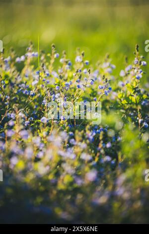 speedwell à vol d'oiseau (Veronica chamaedrys) Banque D'Images