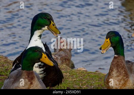 Cette photographie capture trois Mallard (homme) ayant une petite conversation un matin d'hiver. Les canards colverts sont des canards fouettés dans le monde entier. Banque D'Images