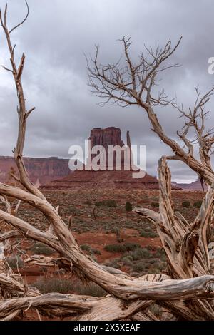 West Mitten butte dans le parc tribal Navajo de Monument Valley encadrée par un vieil arbre de fer mort pendant une tempête. Banque D'Images