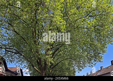 Straßenbäume als Luftverbesserer Platanen als große, widerstandsfähige Straßenbäume in der Stadt, die als Luftverbesserer bis zu den Hausdächern und darüber hinaus wachsen können. *** Arbres de rue comme améliorants d'air les arbres de Sycamore sont de grands arbres de rue robustes dans la ville qui peuvent pousser jusqu'aux toits des maisons et au-delà comme améliorants d'air Banque D'Images