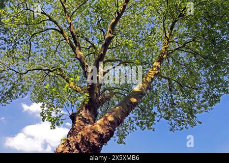 Straßenbäume als Luftverbesserer Platanen als große, widerstandsfähige Straßenbäume in der Stadt, die als Luftverbesserer bis zu den Hausdächern und darüber hinaus wachsen können. *** Arbres de rue comme améliorants d'air les arbres de Sycamore sont de grands arbres de rue robustes dans la ville qui peuvent pousser jusqu'aux toits des maisons et au-delà comme améliorants d'air Banque D'Images