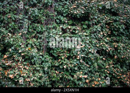 Green Ivy Overgrowth rustic Brick Wall Banque D'Images