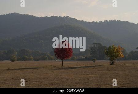 5 mai 2024, Melbourne, Victoria, Australie : les gens apprécient pendant la saison d'automne à Bright, Huggins Lookout, Mount Hotham à 400 km de Melbourne. Bright était connu comme une destination hivernale et le Festival d'automne était un effort pour attirer les visiteurs à une période calme. Bright est une ville du nord-est de Victoria, en Australie, à 319 mètres au-dessus du niveau de la mer à l'extrémité sud-est de la vallée des fours. Au recensement de 2021, Bright avait une population de 2 620 habitants. Il est situé dans la zone de gouvernement local du Shire Alpine. (Crédit image : © Rana Sajid Hussain/Pacific Press via ZUMA Press Wire) USAGE ÉDITORIAL SEULEMENT! Non Banque D'Images