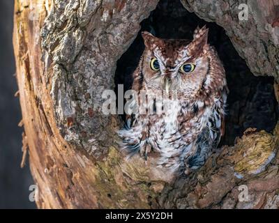 Red Morph Eastern Screech Owl jetant un coup d'œil dans un creux d'arbre en Ontario. Banque D'Images