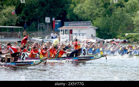 Prague, République tchèque. 11 mai 2024. Les participants courent au 27e Festival des bateaux-dragons de Prague, en République tchèque, le 11 mai 2024. Crédit : Dana Kesnerova/Xinhua/Alamy Live News Banque D'Images