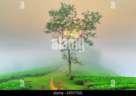 Plantation de colline de thé vert avec dans un matin brumeux tôt et le ciel lever du soleil au Vietnam. Banque D'Images