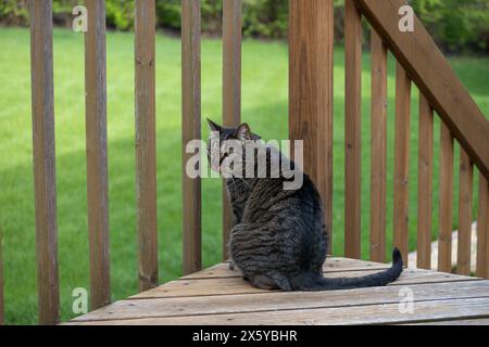 Gros plan vue de profil d'un chat tabby rayé gris assis sur une terrasse en bois, et regardant au-dessus d'une cour herbeuse Banque D'Images