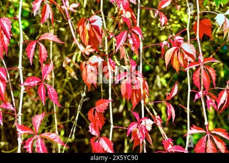 Feuilles rouges de raisins sauvages (Parthenocissus quinquefolia) Banque D'Images