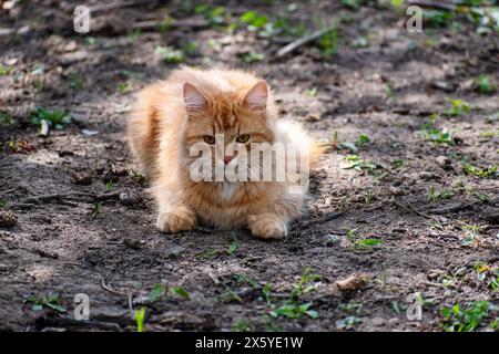 Chat jaune. Couché sur l'herbe. Banque D'Images