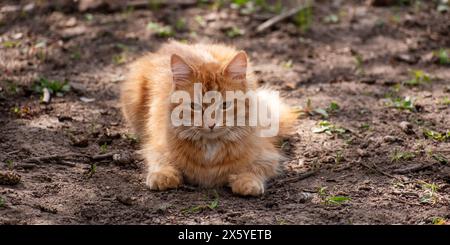 Chat jaune. Couché sur l'herbe. Un chat. Banque D'Images