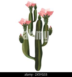 Cactus fleuri avec des fleurs roses. Plantes pour la maison. Floriculture. Flore du désert. Illustration d'aquarelle isolée sur fond blanc. Clipart. Banque D'Images