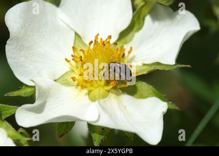 Charançon de Marram gras Philopedon plagiatus (plagiatum), famille des Curculionidae. Sur la fleur de la fraise, famille des Rosacées. Printemps, mai, jardin hollandais Banque D'Images