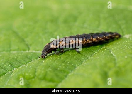 Larve femelle de luciole, Lampyris noctiluca, sur feuille verte, vue latérale d'une chenille commune de vers luisants, une famille de Lampyridae Banque D'Images