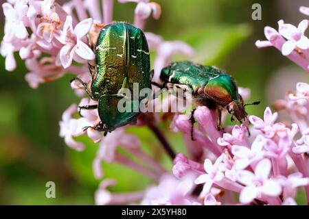 Chafers de Rose verte, Cetonia aurata, au printemps sur de petites fleurs roses de lilas Banque D'Images