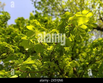 Feuilles d'un châtaignier sauvage. Branches aux herbes fraîches. Réveil printanier de la nature. Banque D'Images