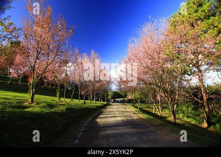 Paysage de cerisiers sauvages de l'himalaya fleurissant au palais de Doi Pha Tang à Chiang mai, Thaïlande Banque D'Images