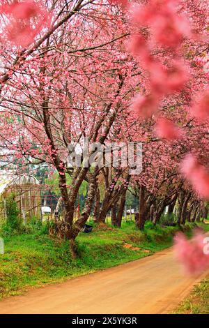 Cerisiers sauvages de l'himalaya en fleurs au Khun Wang Royal Project à Chiang mai, Thaïlande Banque D'Images