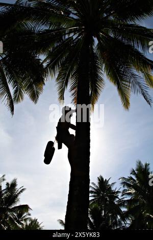 Silhouette jardinier grimpant un palmier le matin pour recueillir le nectar Banque D'Images