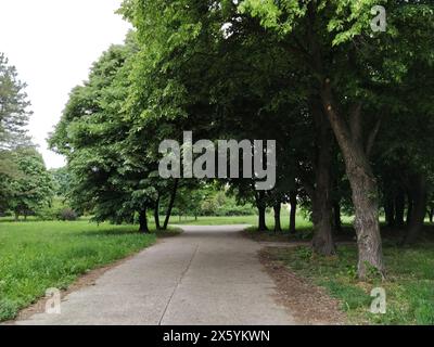 Linden Forest. La route dans le parc de la ville. Paysage printanier. Bel endroit confortable. Arbres à feuilles caduques avec troncs. Serbie, montagne Fruska. La nature de Banque D'Images