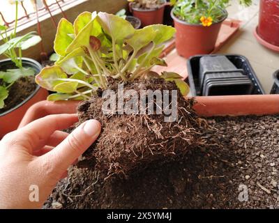 Greffe de cyclamen à domicile. Les mains féminines travaillent avec la terre, les outils et les pots de fleurs. Travaux printaniers sur le balcon ou la terrasse. Accueil floriculture et culture pro Banque D'Images