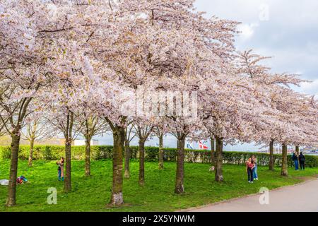 COPENHAGUE, DANEMARK - 14 AVRIL 2024 : magnifiques cerisiers en fleurs dans le parc Langelinie près de l'église Alban et de Kastellet à Copenhague, Danemark Banque D'Images