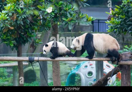 Chongqing, Chine. 12 mai 2024. Deux pandas géants jouent au zoo de Chongqing à Chongqing, en Chine, le 12 mai 2024. (Photo de Costfoto/NurPhoto) crédit : NurPhoto SRL/Alamy Live News Banque D'Images